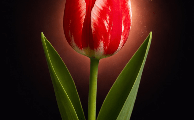 The question of early onset Parkinson’s Disease